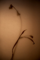 Plant Portraits