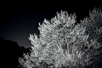 Location: Red Rock Canyon
