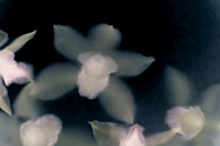 Plant Series 2