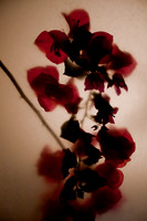Plant Series 1