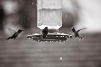 Hummingbirds